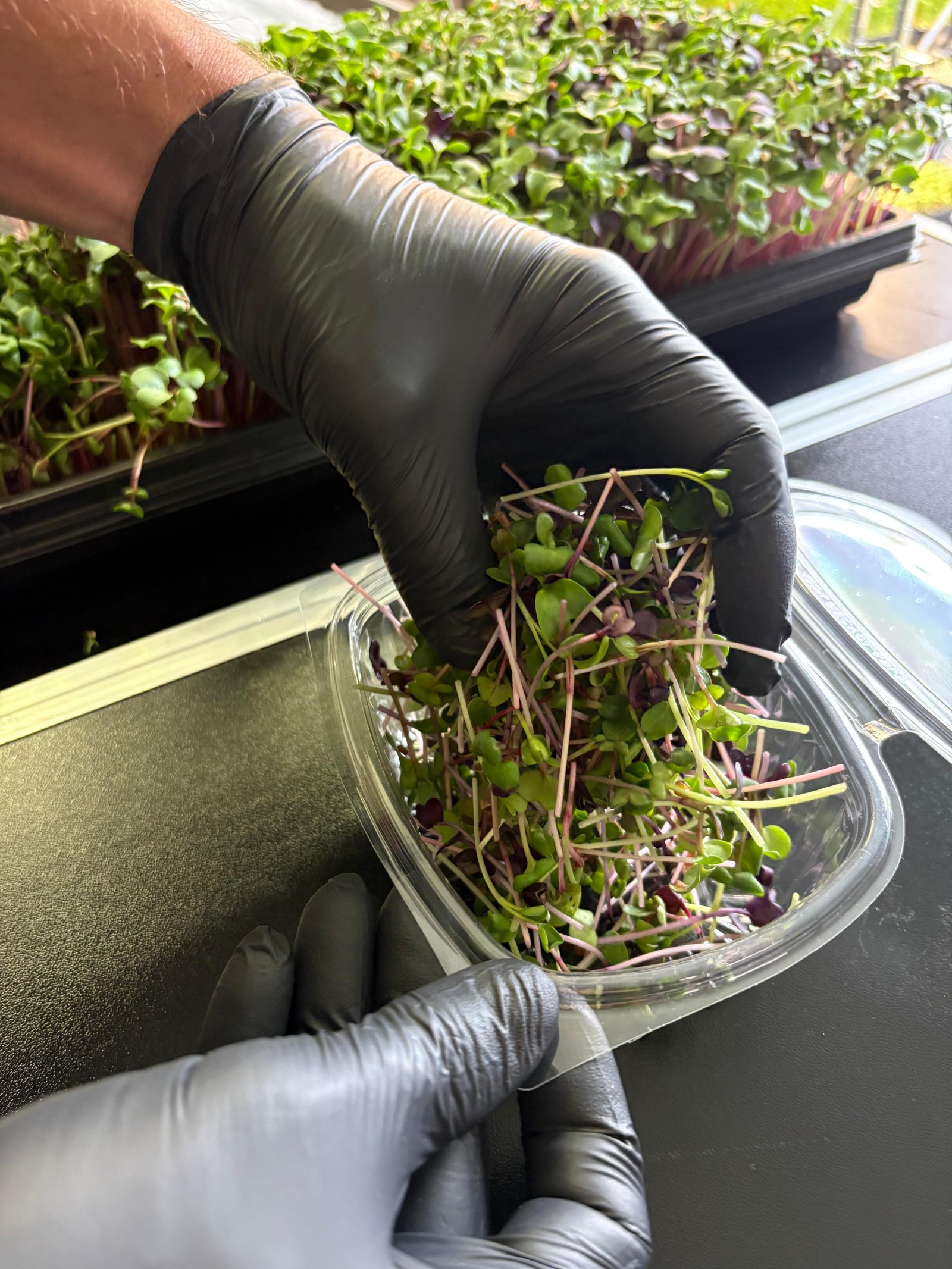 Microgreens für zuhause – einfach und frisch